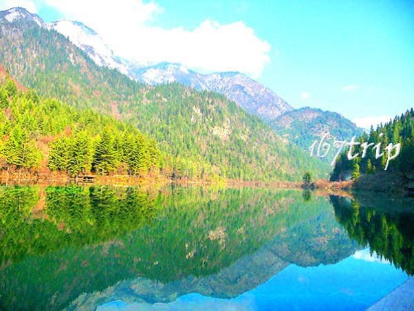九寨沟箭竹海