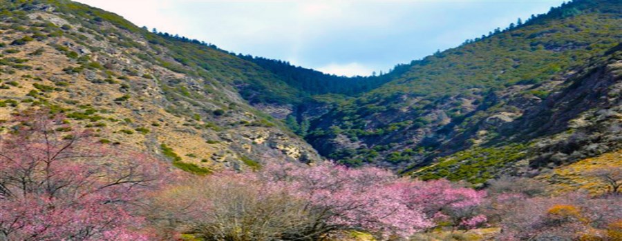 桃花沟2